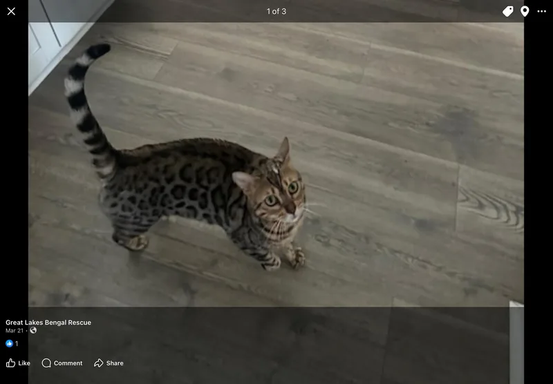 Pounce Tn