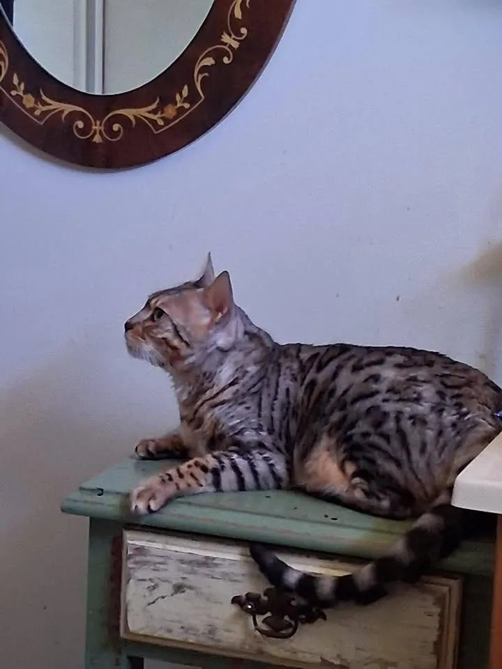 Pounce  Tn thumbnail 2