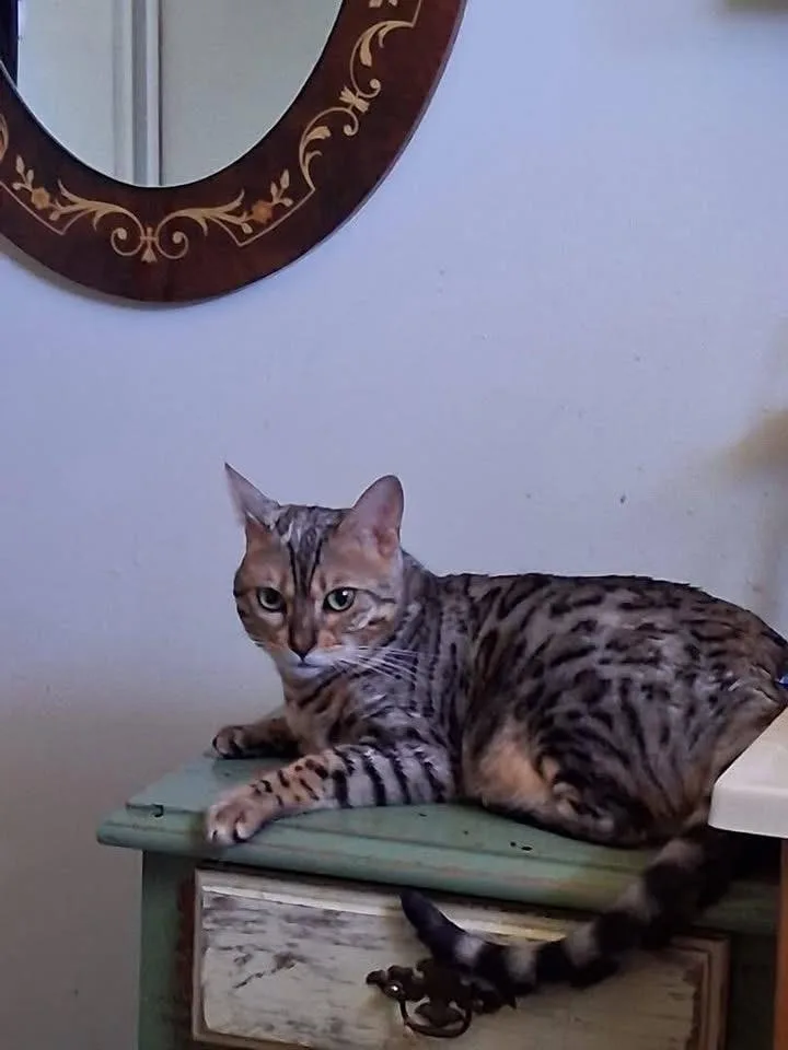 Pounce  Tn thumbnail 3