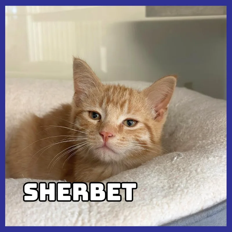 A baby small-sized male Orange / Red Domestic Short Hair cat named Sherbet for adoption in Glenwood, MN
