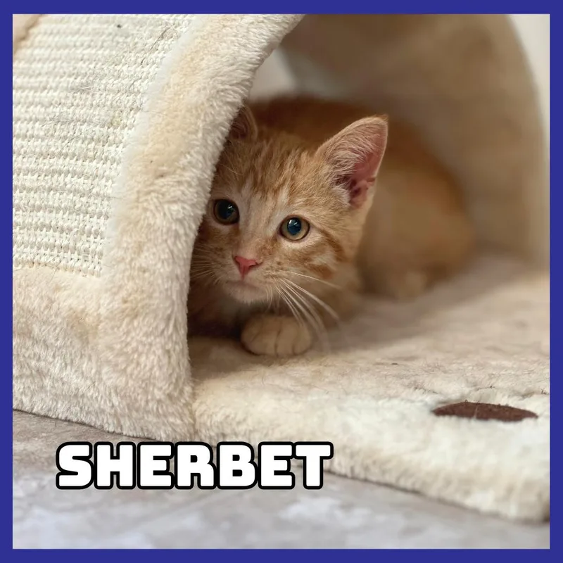 Sherbet thumbnail 3