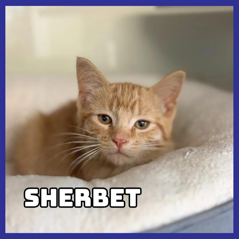 Sherbet thumbnail 4