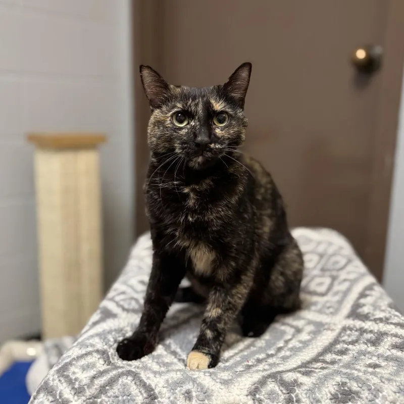 An adult medium-sized female Tortoiseshell Domestic Short Hair cat named Gabanna for adoption in Fargo, ND