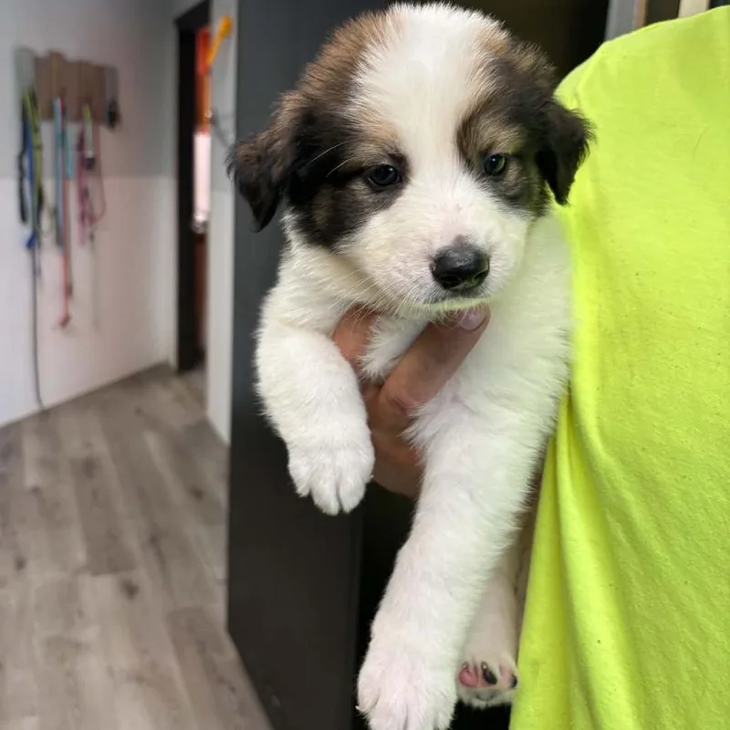A baby small-sized female White / Cream Australian Shepherd dog named Belle for adoption in Gordonsville, TN