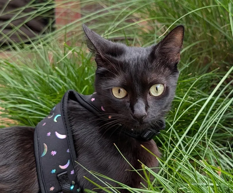 A baby medium-sized female Domestic Short Hair cat named Knucle for adoption in San Pedro, CA