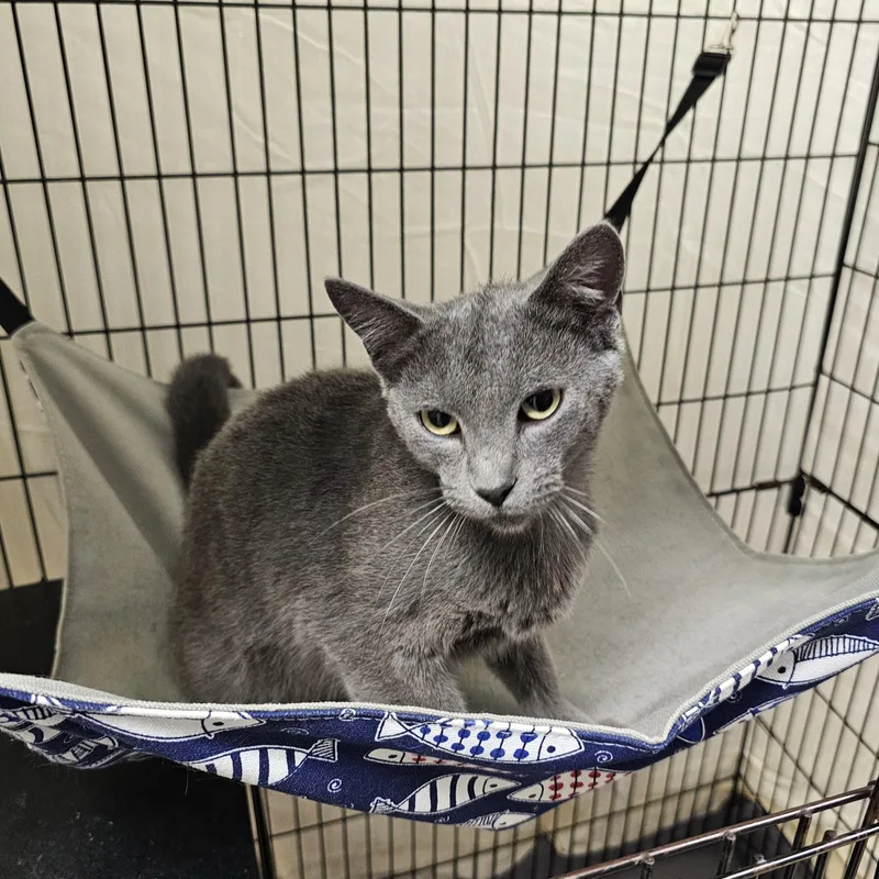 A baby medium-sized female Gray / Blue / Silver Domestic Short Hair cat named Cleo for adoption in Searcy, AR