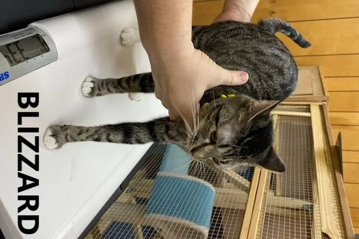 Blizzard thumbnail 3