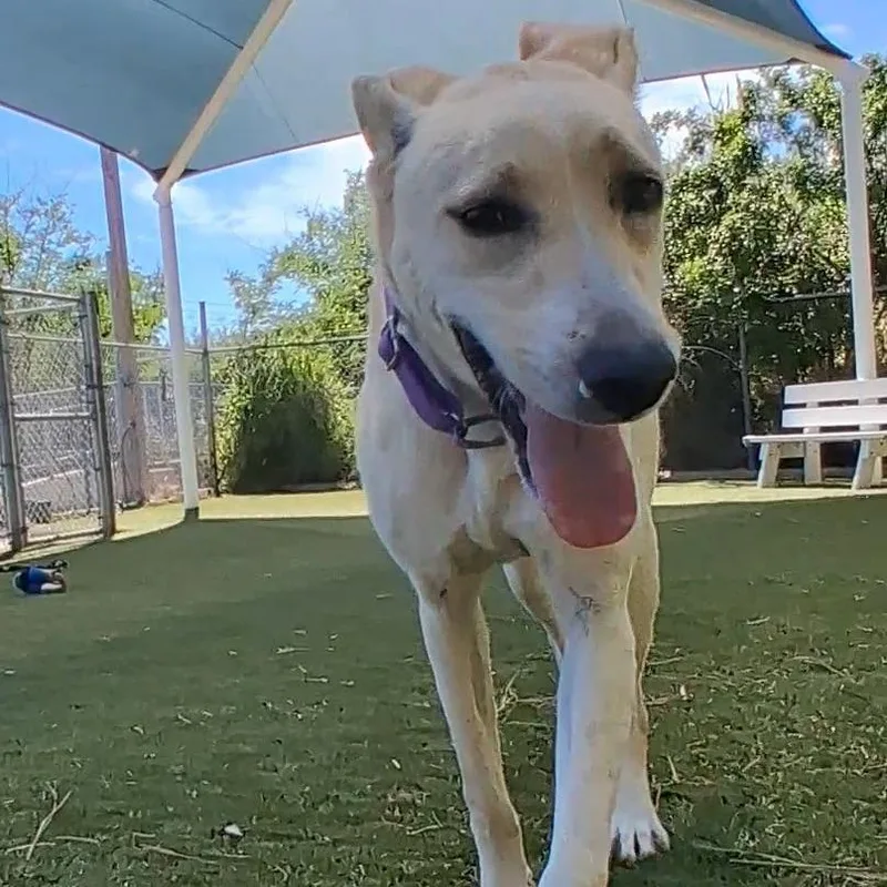 An adult large-sized female White / Cream Mixed Breed dog named Honeybun for adoption in Galveston, TX