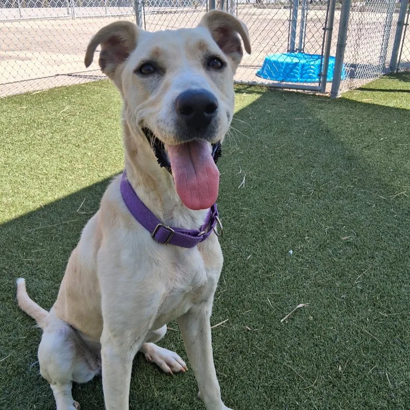 Honeybun thumbnail 2