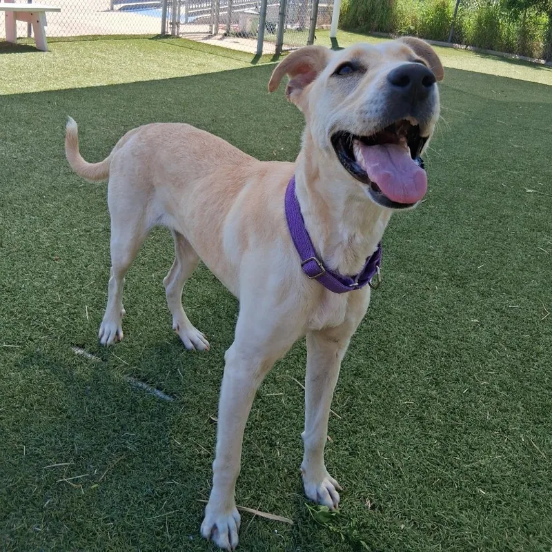 Honeybun thumbnail 3