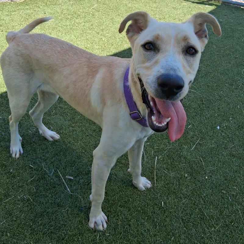 Honeybun thumbnail 4