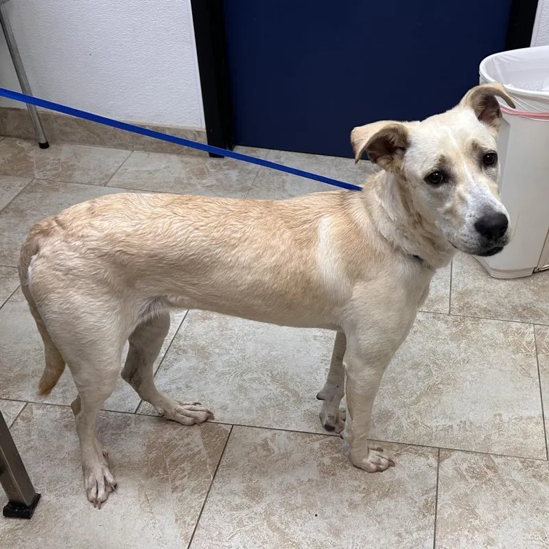 Honeybun thumbnail 5