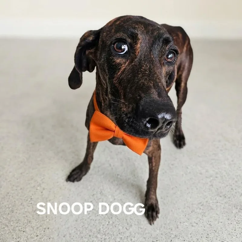 An adult medium-sized male Brindle Plott Hound dog named Snoop Dogg for adoption in Madisonville, TN