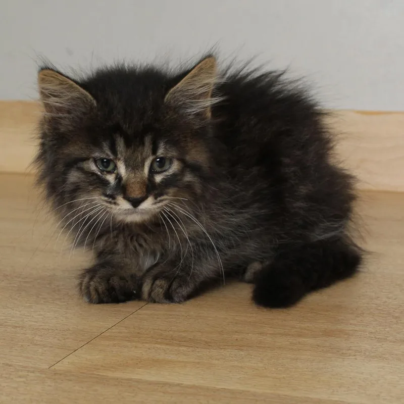 A baby small-sized male Brown / Chocolate Domestic Medium Hair cat named Ketchup C for adoption in Minnetonka, MN