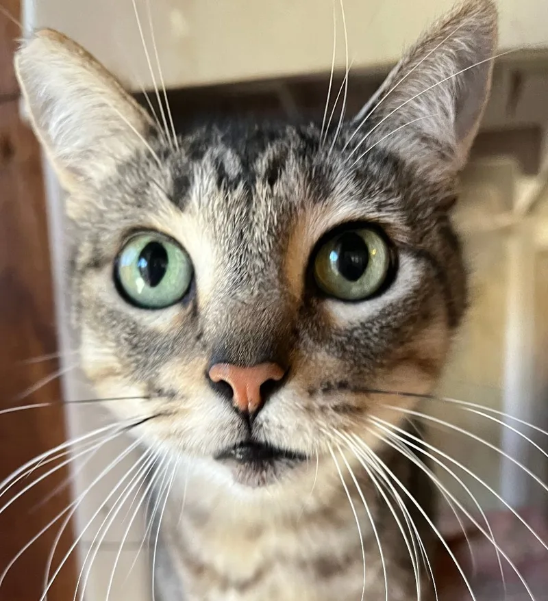 A young small-sized female Domestic Short Hair cat named Skipper for adoption in Redondo Beach, CA