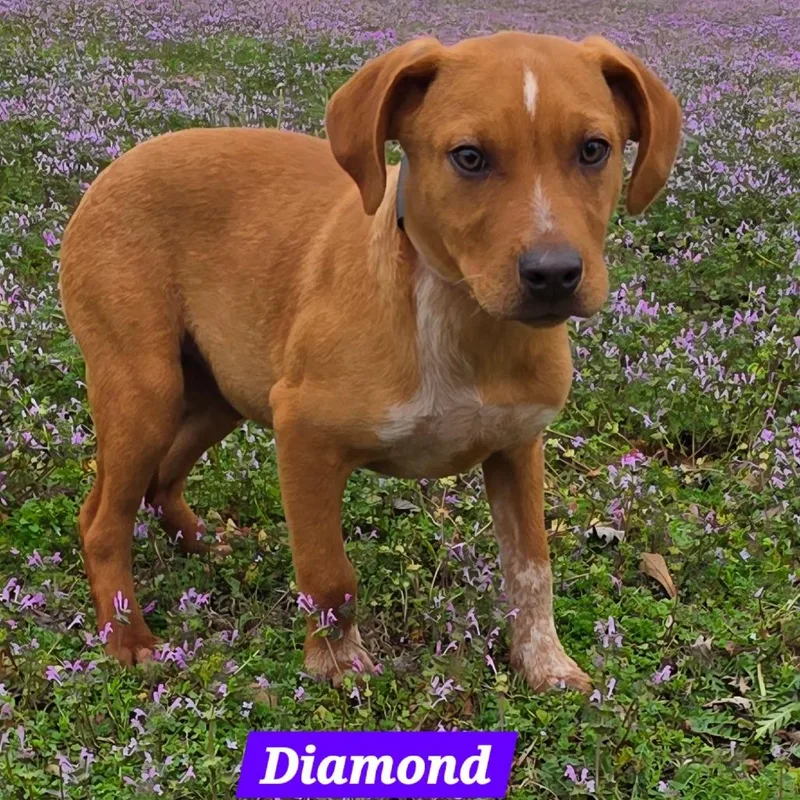 Diamond