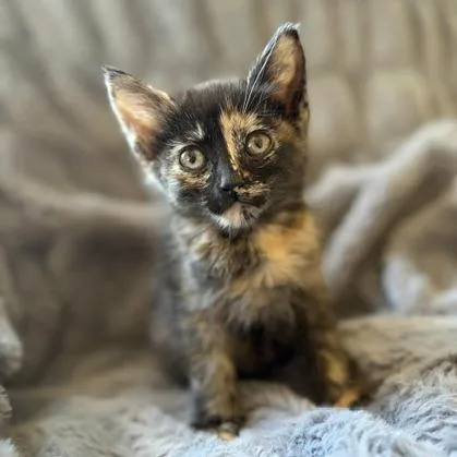 A baby small-sized female Tortoiseshell Domestic Short Hair cat named Lizzie for adoption in Sunnyvale, CA