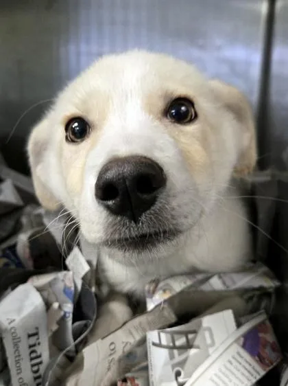 A baby large-sized female Golden Retriever dog named Angel for adoption in Morton Grove, IL