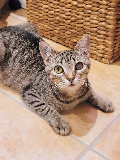 Boneshaker thumbnail 2