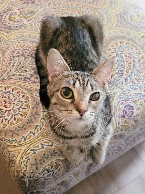 Boneshaker thumbnail 3