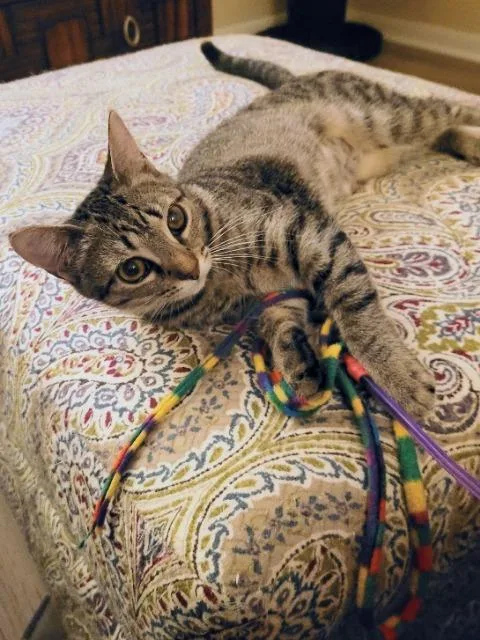 Boneshaker thumbnail 4