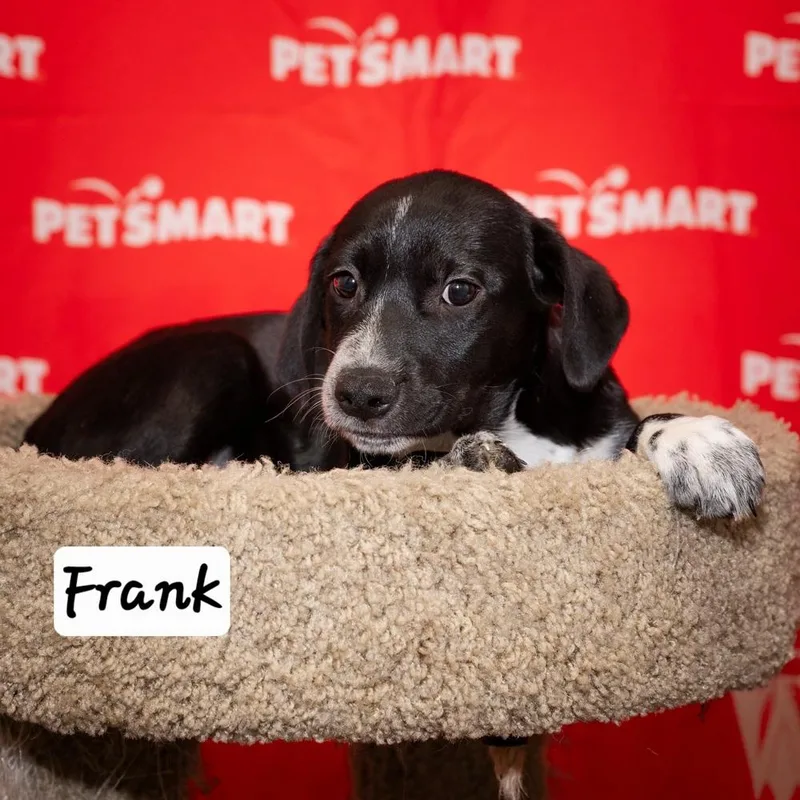 A baby medium-sized male Black Cattle Dog dog named Frank for adoption in Calimesa, CA