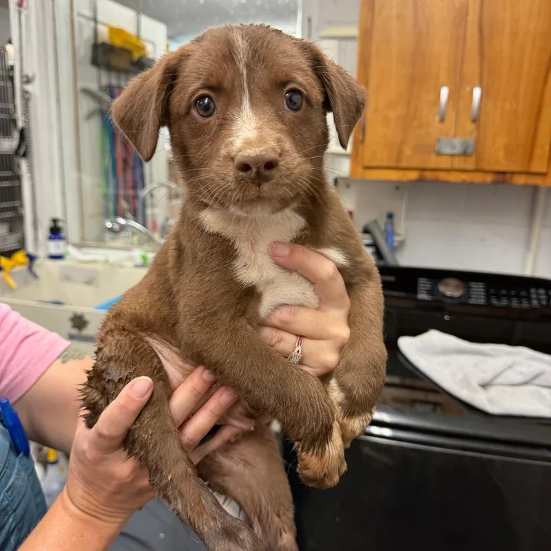 A baby small-sized female Brown / Chocolate Australian Cattle Dog / Blue Heeler dog named Trudy for adoption in Evensville, TN