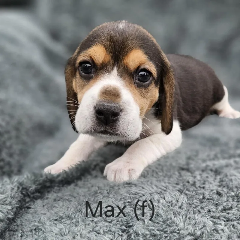 Poppy Pup  Max