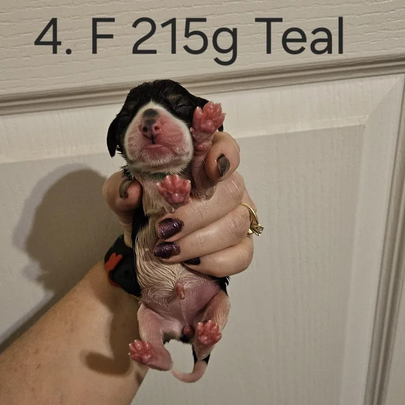 Poppy Pup  Max thumbnail 2