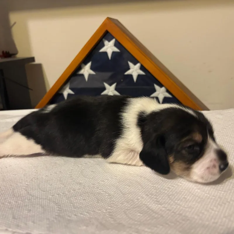 Poppy Pup  Max thumbnail 3