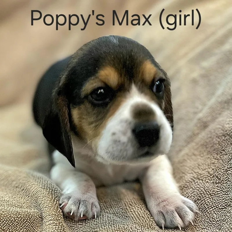 Poppy Pup  Max thumbnail 4