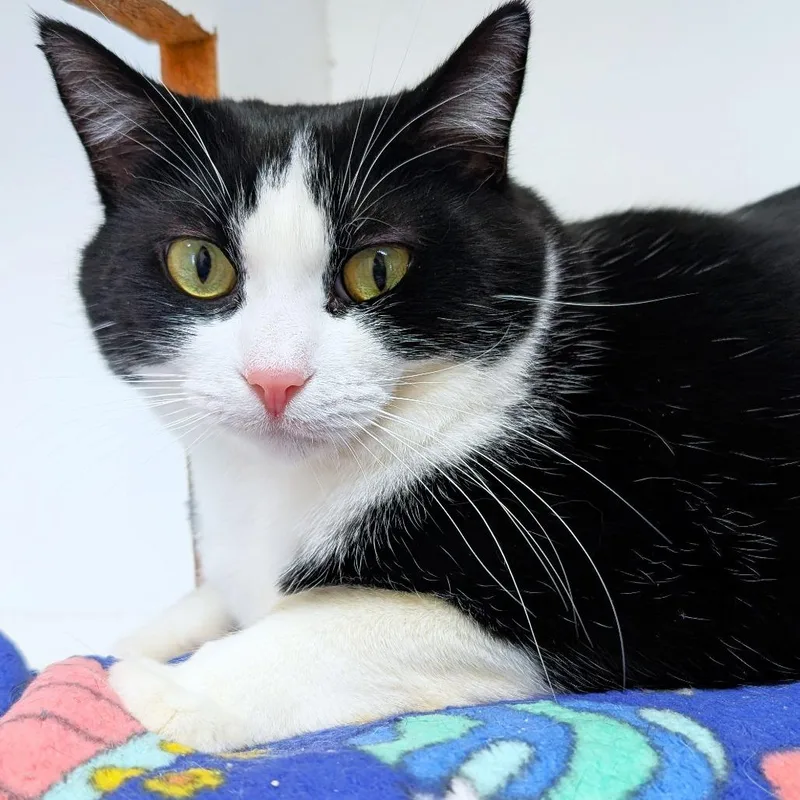 An adult small-sized female Black Domestic Short Hair cat named Tux for adoption in Michigan City, IN
