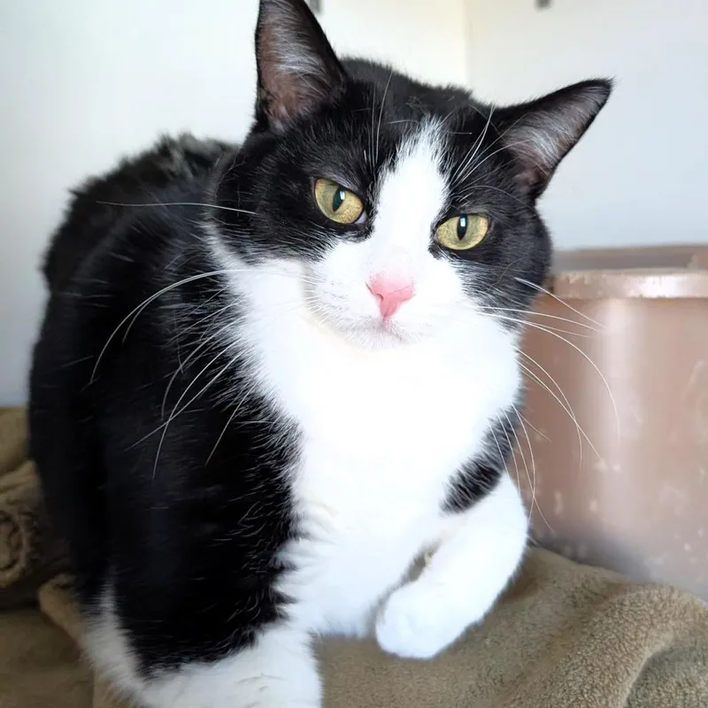 Tux thumbnail 5