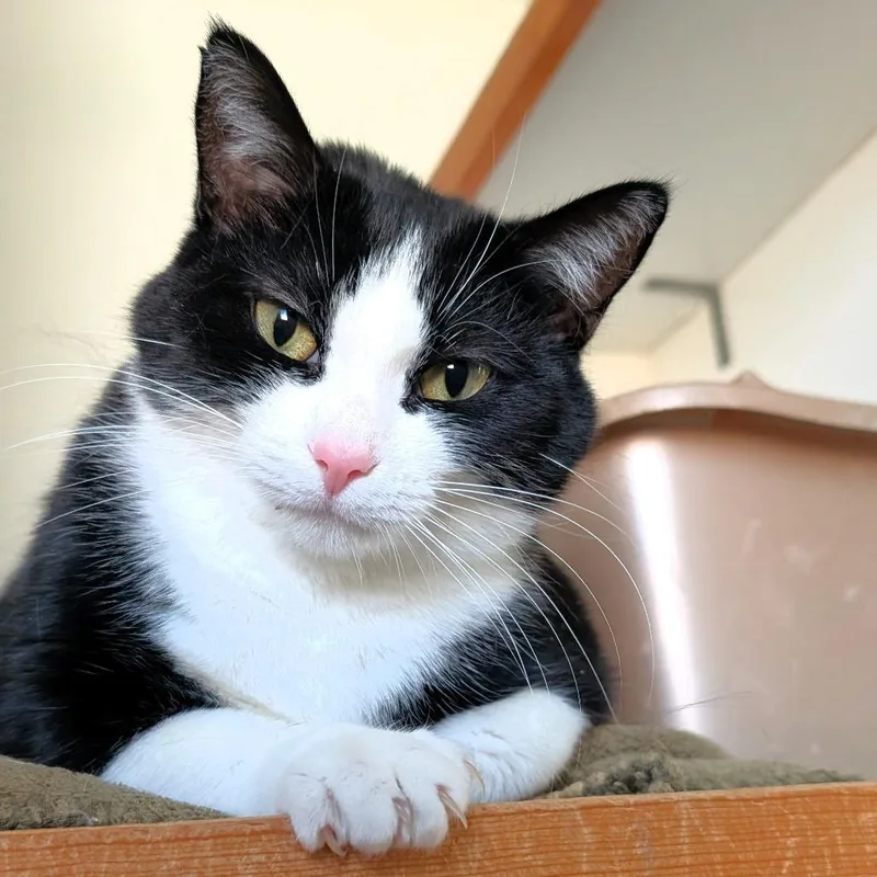 Tux thumbnail 6