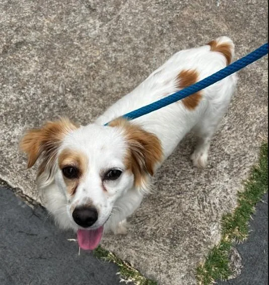 A young medium-sized female Australian Shepherd dog named Bubbles for adoption in Benton, AR