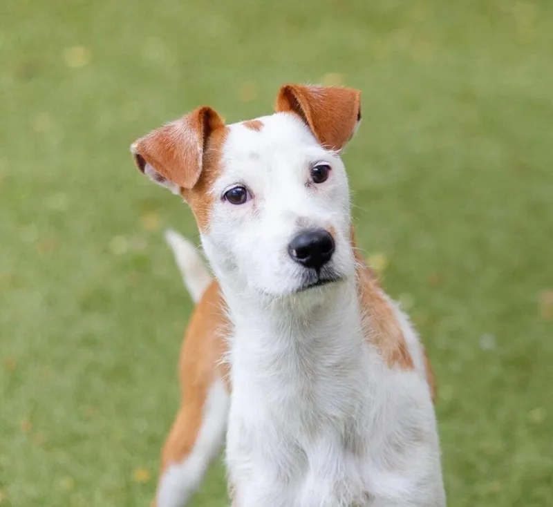 A baby small-sized male Terrier dog named Snoopy for adoption in Breinigsville, PA