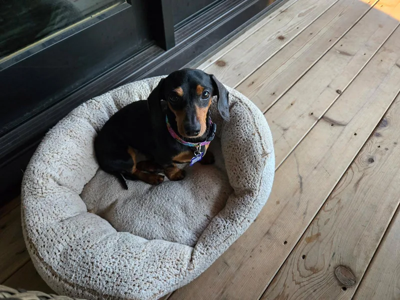 An adult small-sized male Dachshund dog named Frank for adoption in Sioux Falls, SD