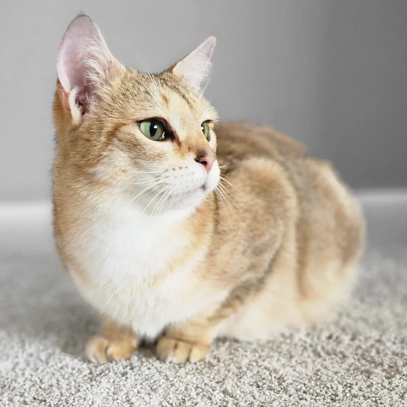 An adult small-sized female Orange / Red Domestic Short Hair cat named Miley for adoption in Centerville, TN
