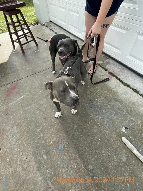 An adult large-sized male Mixed Breed dog named Bro Bro for adoption in Melbourne, FL