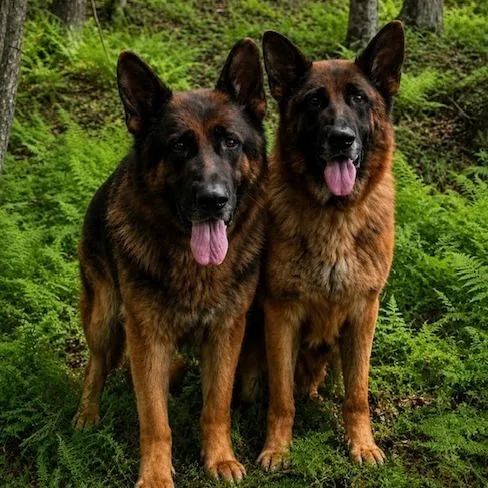 An adult large-sized female Black German Shepherd Dog dog named Mia for adoption in New Ringgold, PA