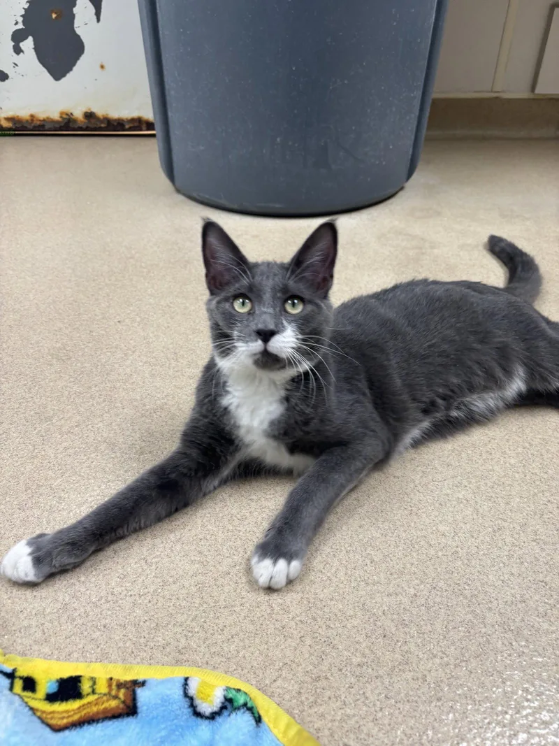 A young medium-sized male Gray & White Domestic Short Hair cat named Herbie for adoption in Brick, NJ