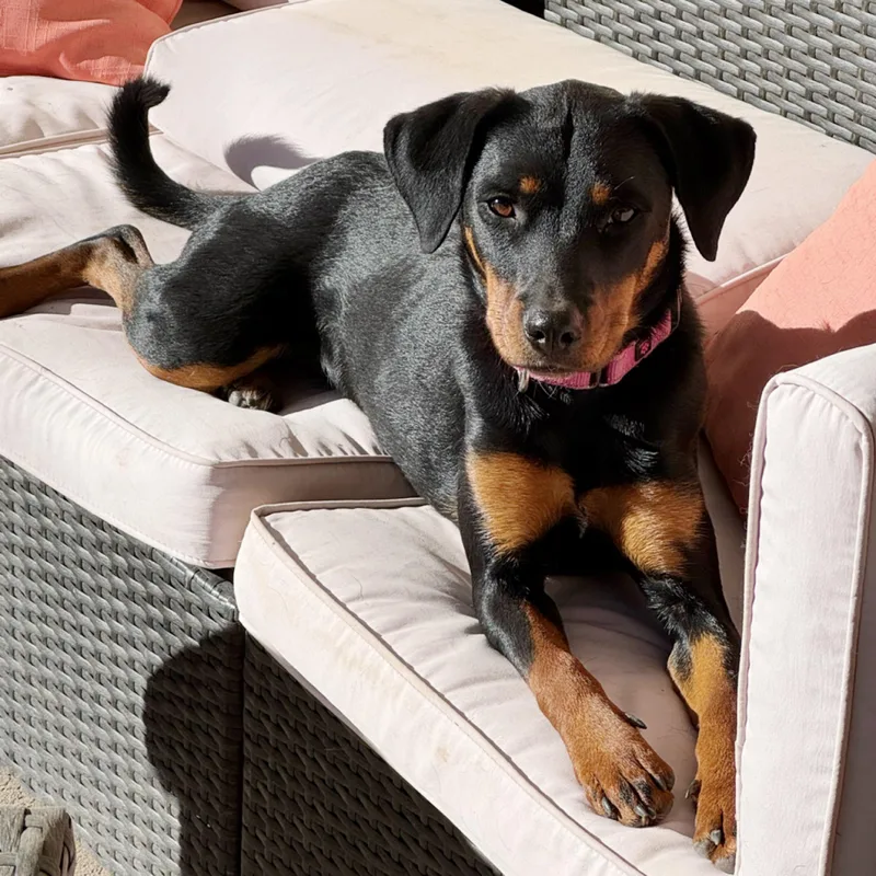 An adult medium-sized female Bicolor Dachshund dog named Candice for adoption in Kingwood, TX