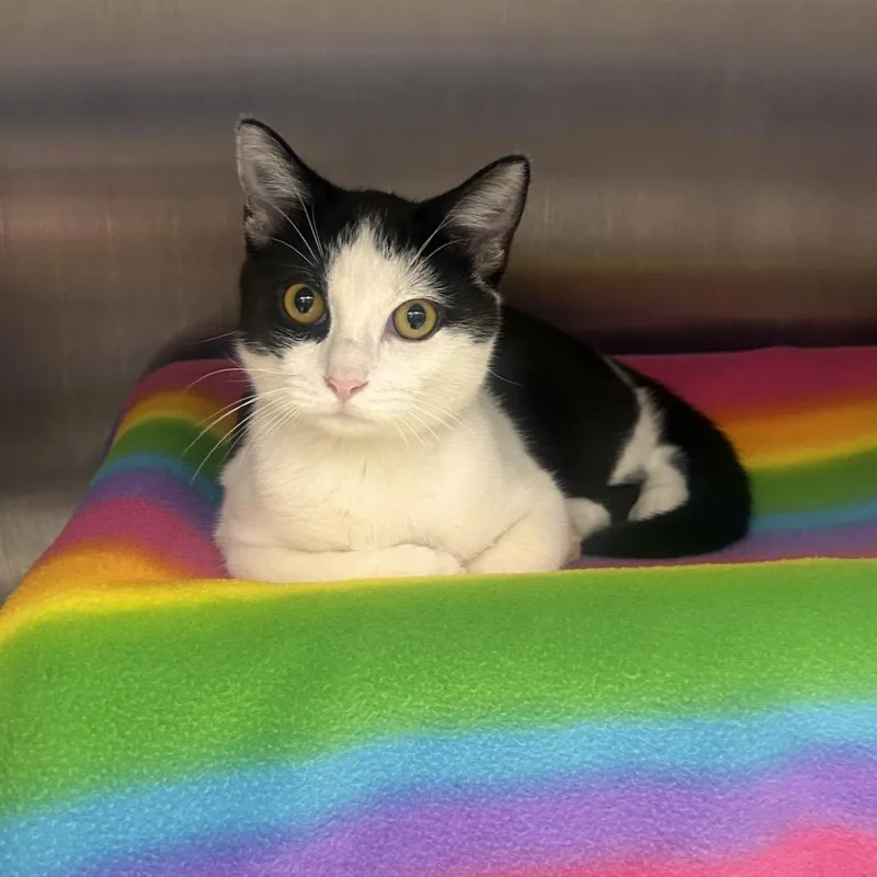 A baby medium-sized male Black Domestic Short Hair cat named Zebracake for adoption in Fort Wayne, IN