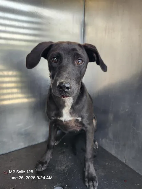 A young medium-sized female Labrador Retriever dog named Minnie for adoption in San Antonio, TX