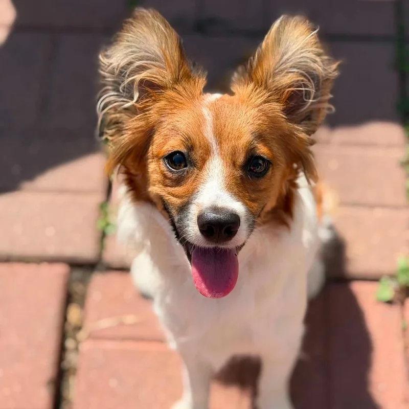 A young small-sized female Golden Papillon dog named Star for adoption in Dysart, IA