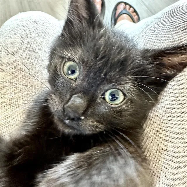 A baby small-sized female Domestic Short Hair cat named Lucy for adoption in Camarillo, CA