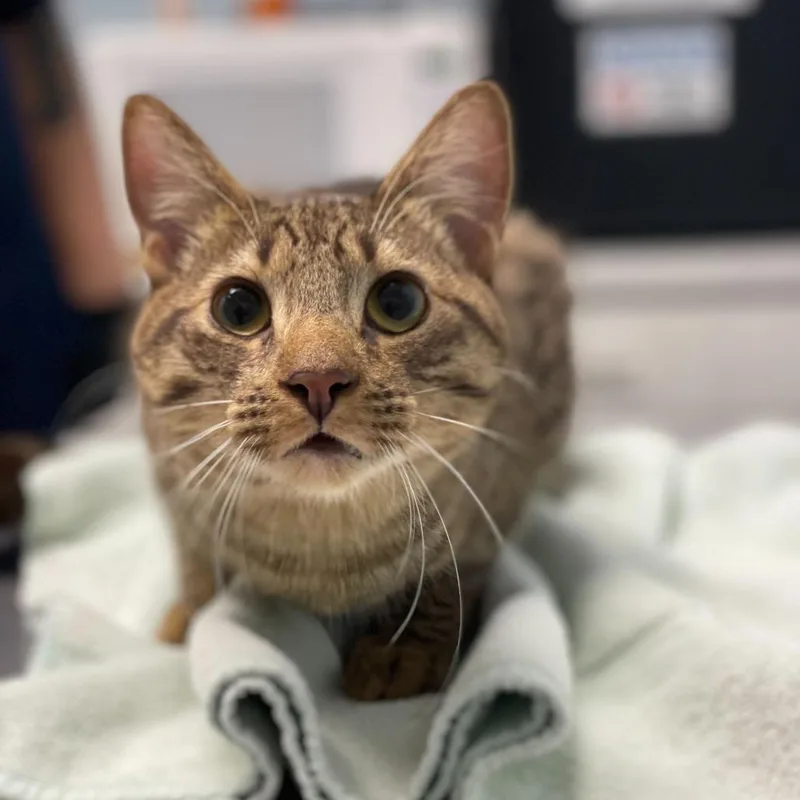 A young large-sized male Brown / Chocolate Domestic Short Hair cat named Churro for adoption in Riverside, CA