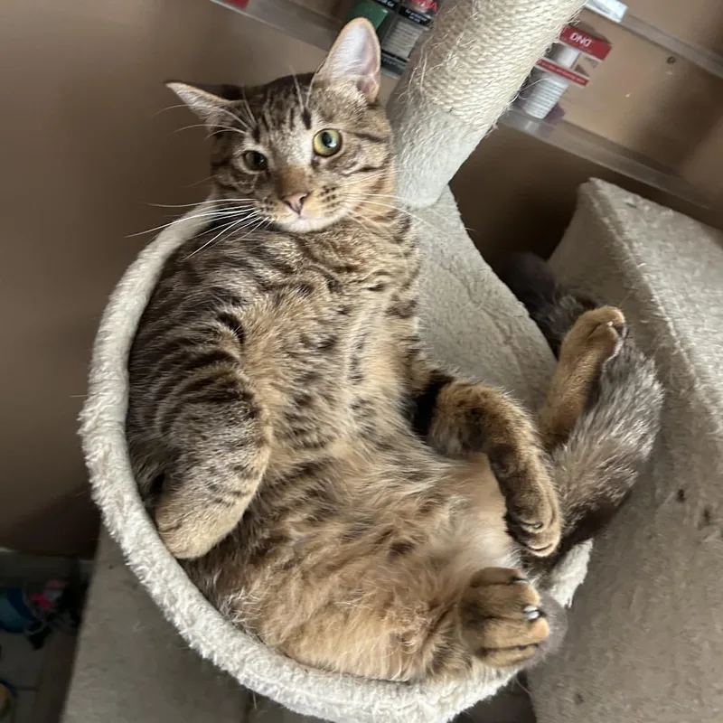 Churro thumbnail 2