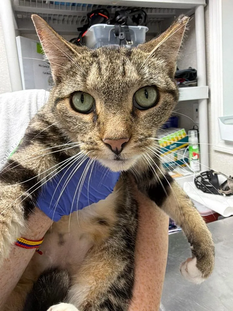 An adult medium-sized female Domestic Short Hair cat named Peridot for adoption in Pomona, NY