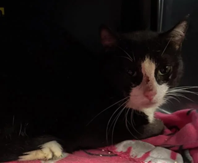 A young medium-sized male Domestic Short Hair cat named Seuss for adoption in Dallas, TX